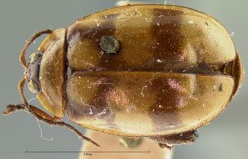 Media type: image; Entomology 19162   Aspect: habitus dorsal view